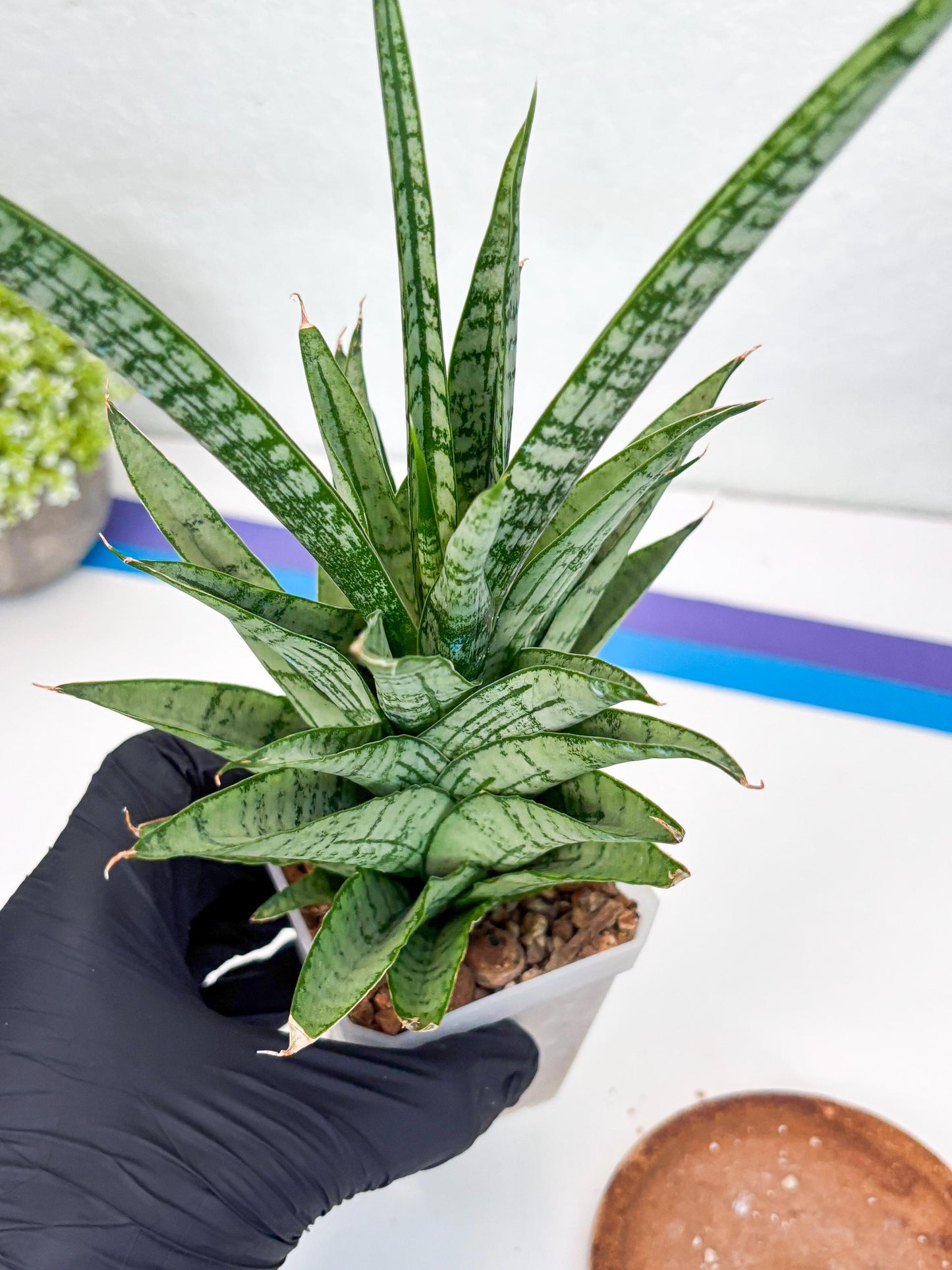 Sansevieria Gepeng (H54) | Imported Snake Plants