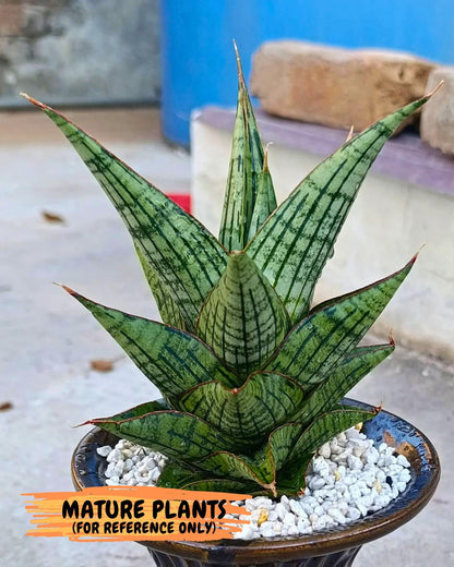 Sansevieria Kaisar (Ha49) (y) | Rare hybrid