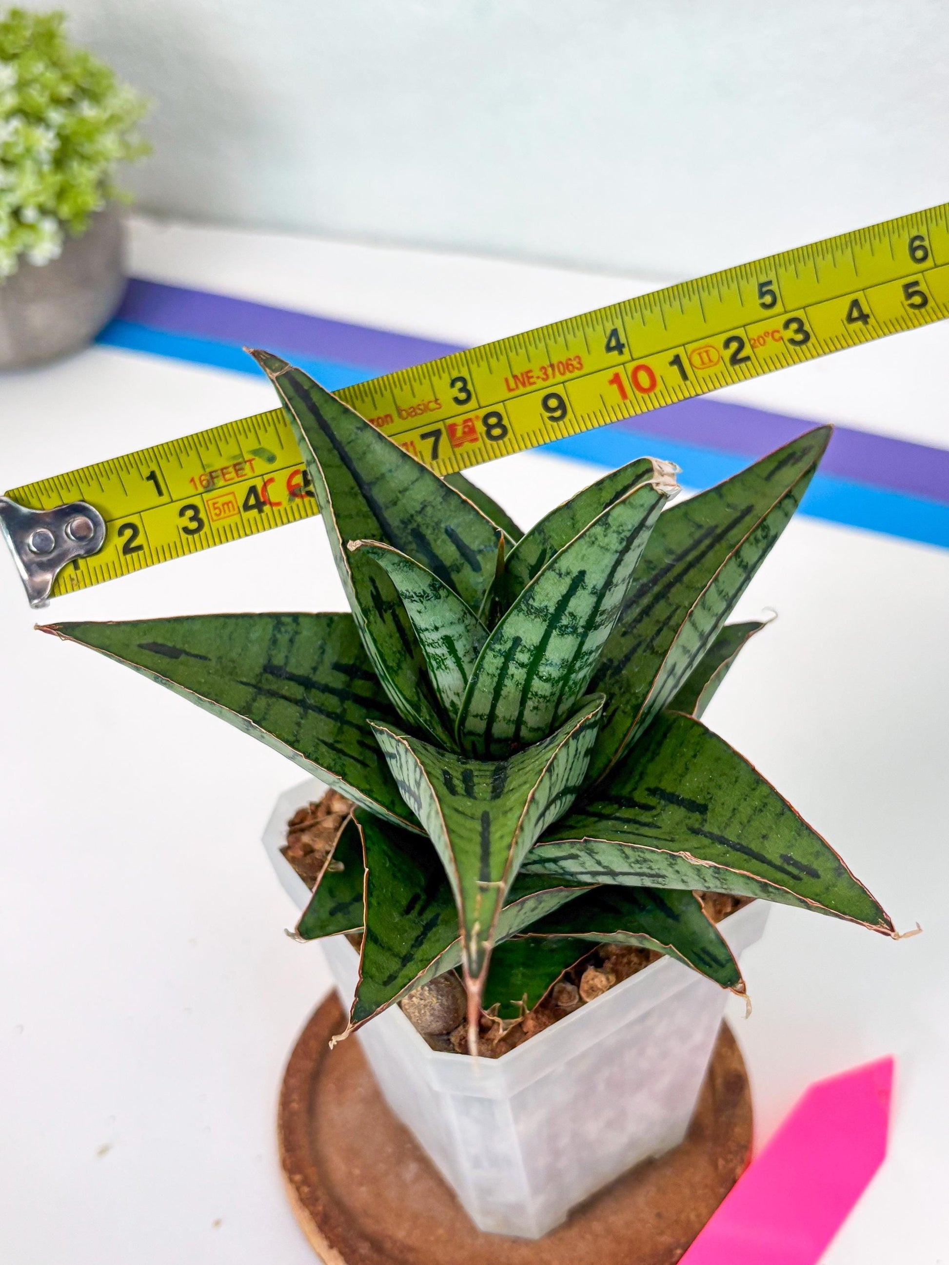 Sansevieria Kasier (H13) | Choose Your Extraordinary Plant