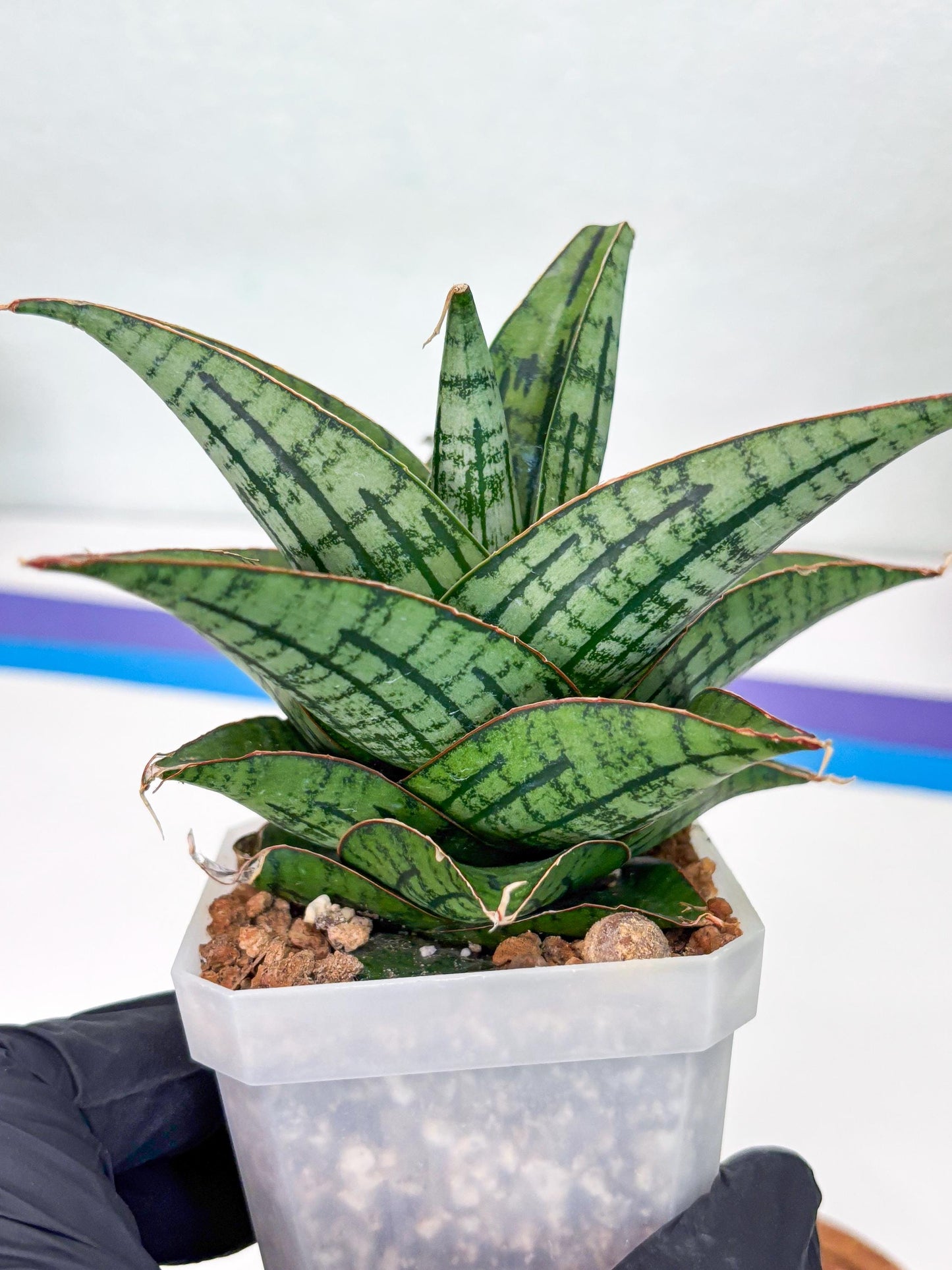 Sansevieria Kasier (H13) | Choose Your Extraordinary Plant