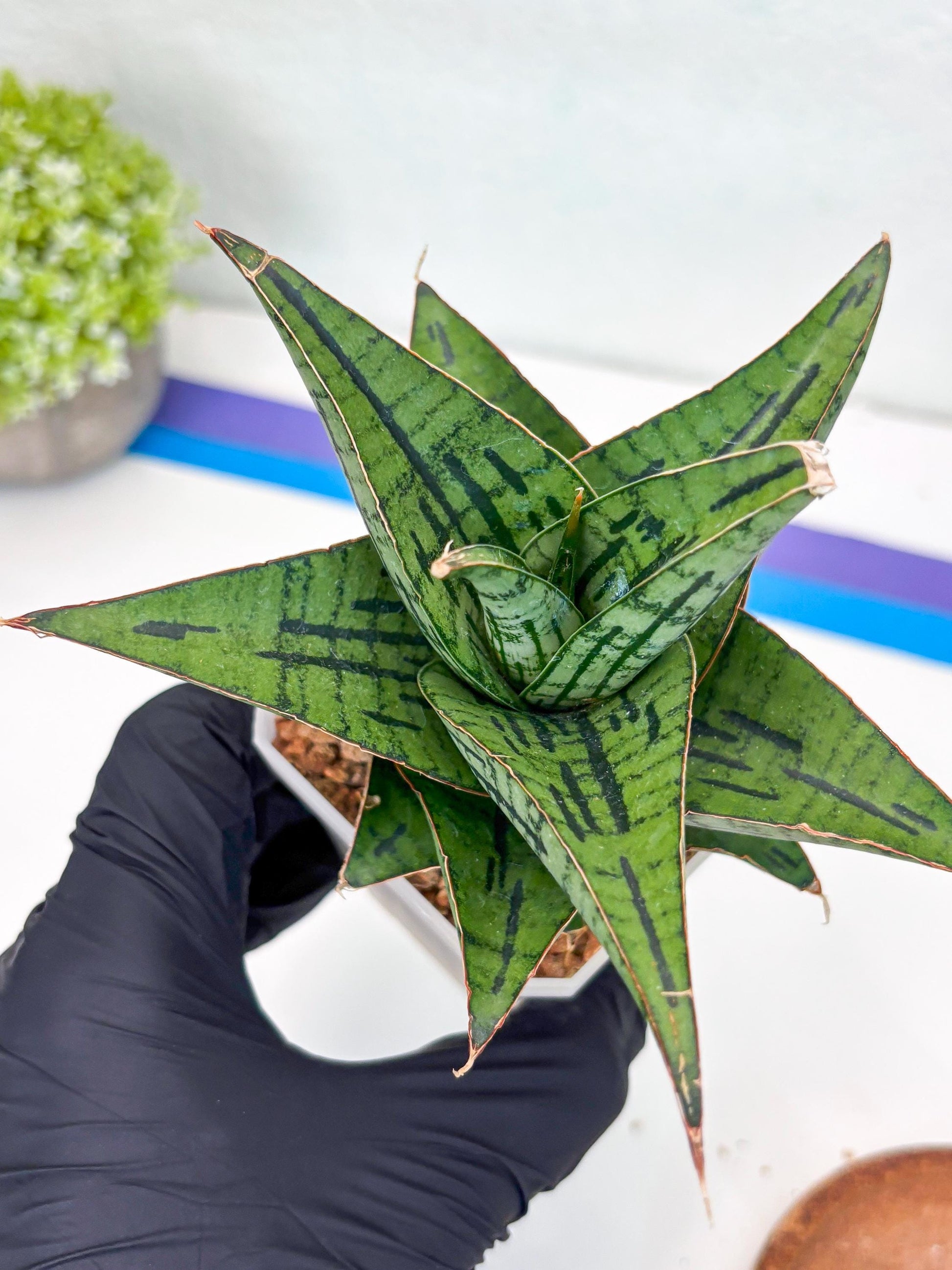 Sansevieria Kasier (H13) | Choose Your Extraordinary Plant