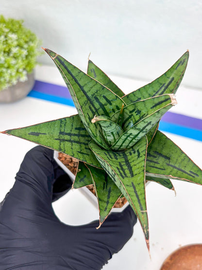 Sansevieria Kasier (H13) | Choose Your Extraordinary Plant