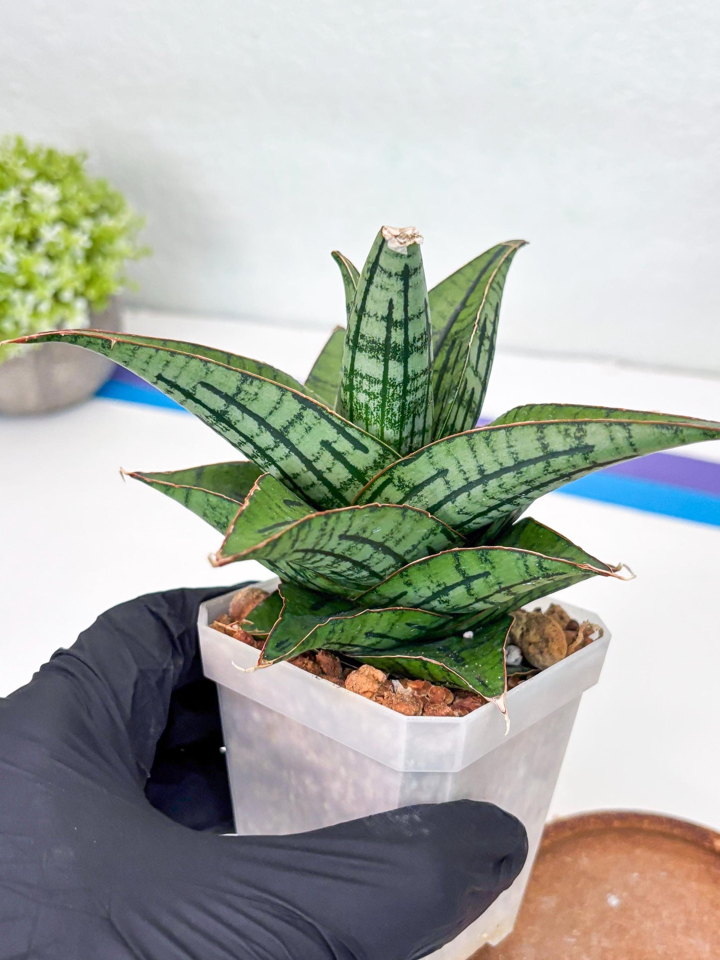 Sansevieria Kasier (H13) | Choose Your Extraordinary Plant