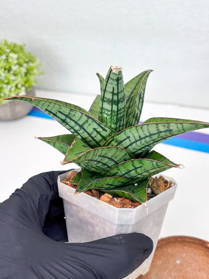 Sansevieria Kasier (H13) | Choose Your Extraordinary Plant