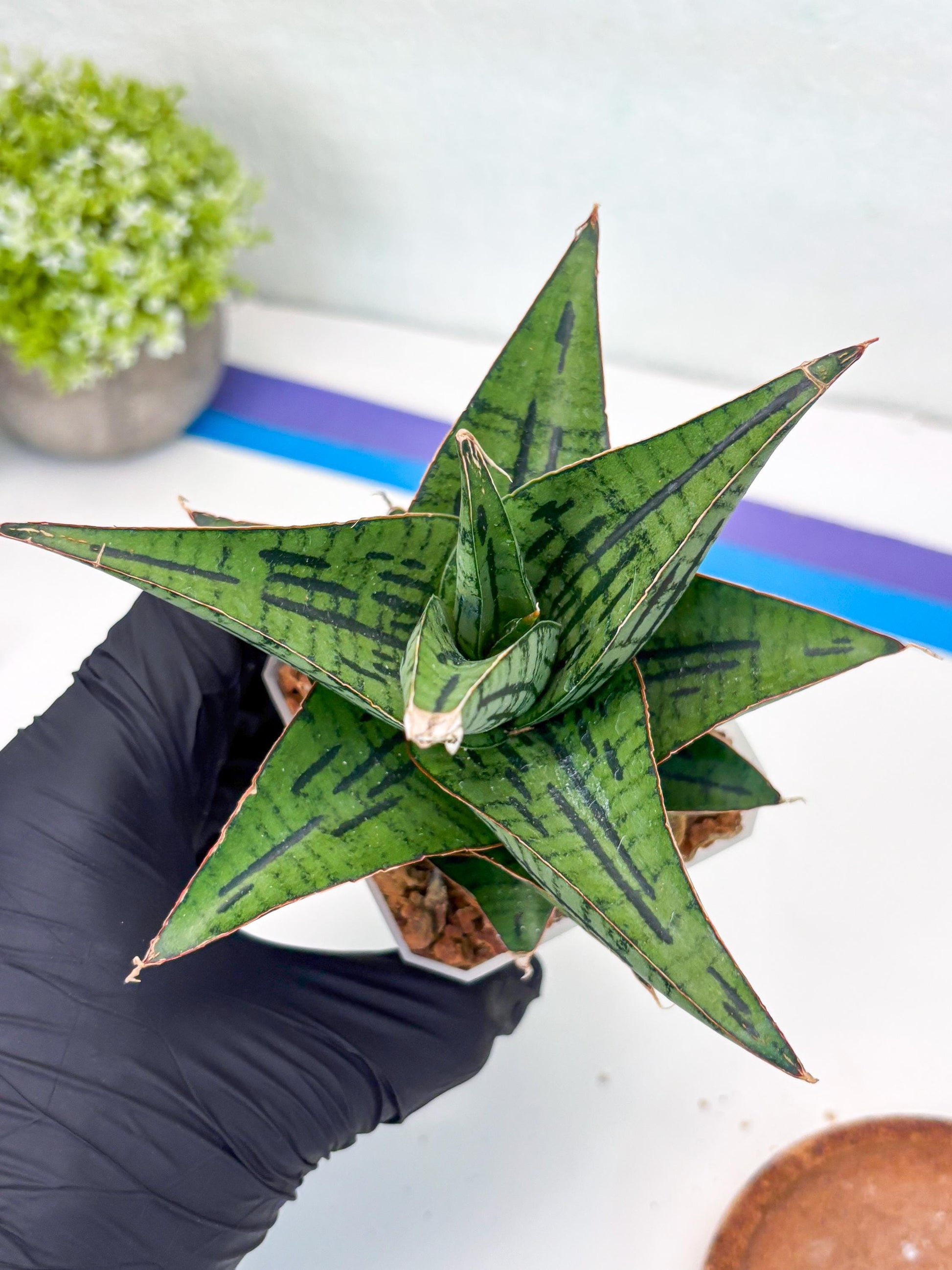 Sansevieria Kasier (H13) | Choose Your Extraordinary Plant