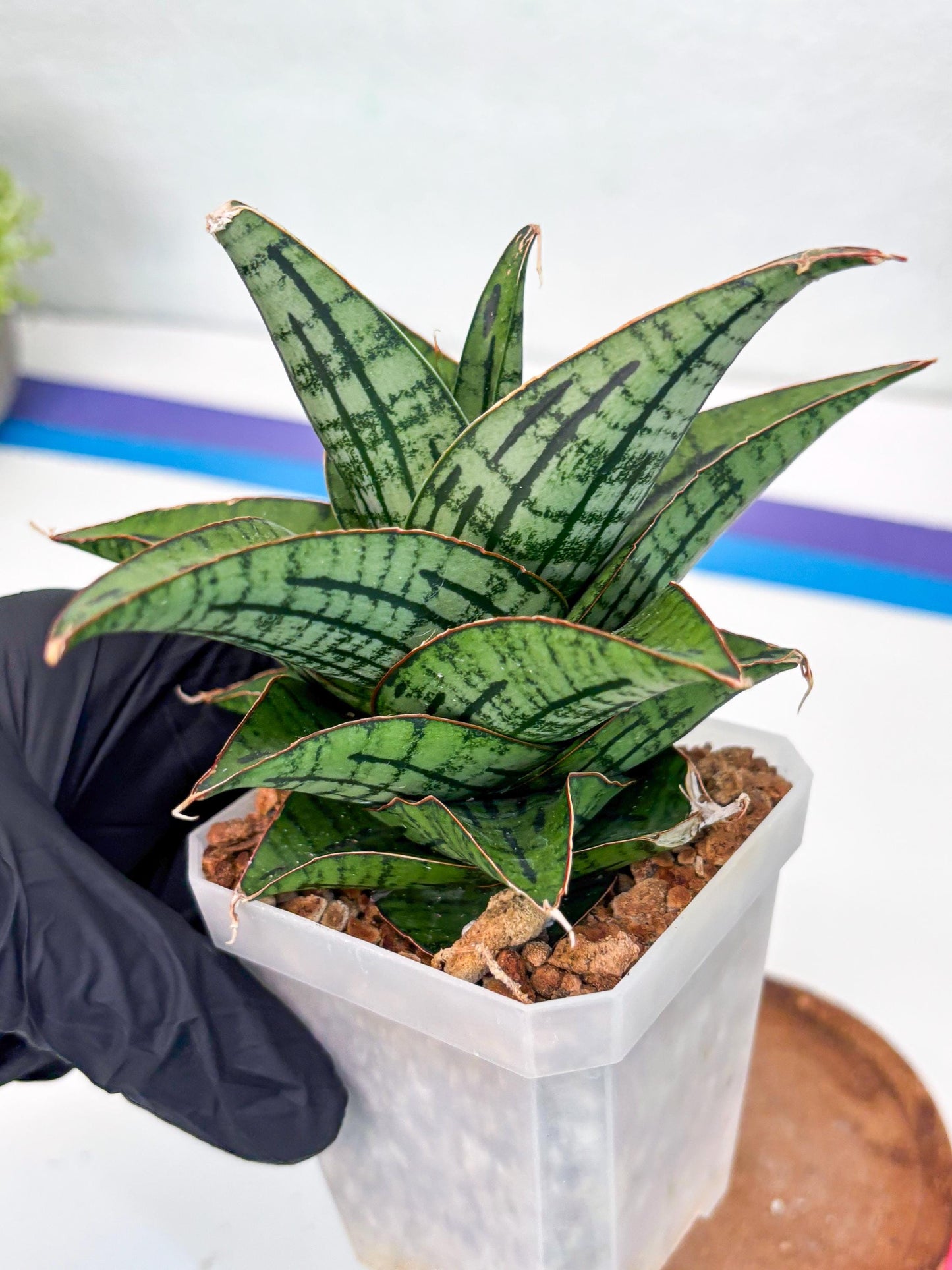 Sansevieria Kasier (H13) | Choose Your Extraordinary Plant