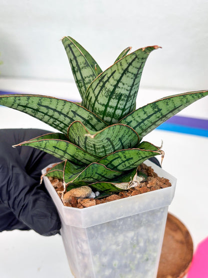 Sansevieria Kasier (H13) | Choose Your Extraordinary Plant