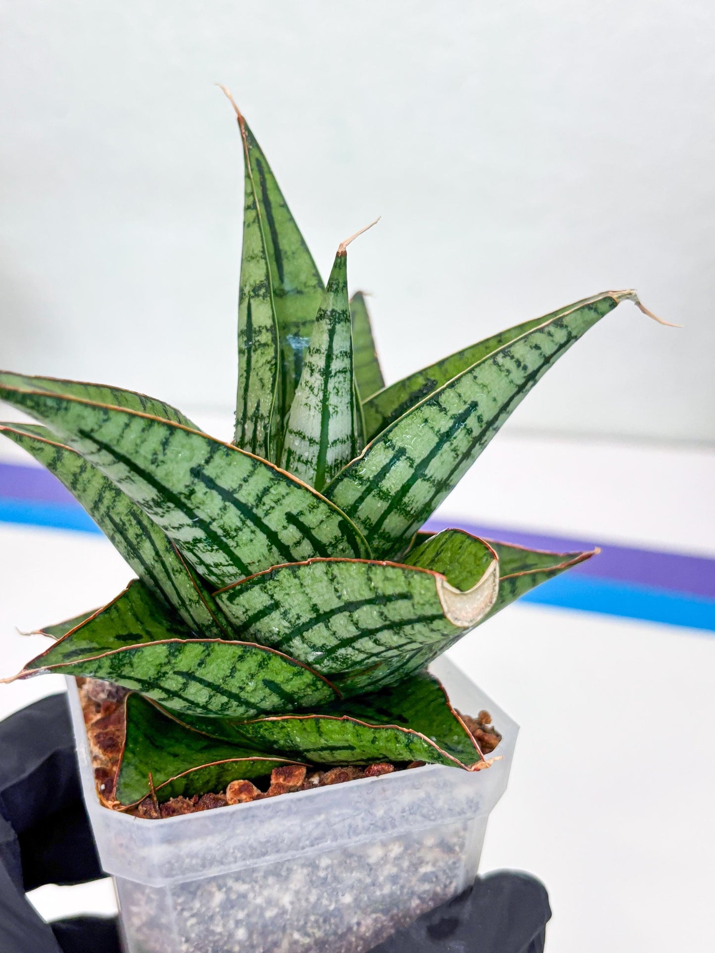 Sansevieria Kaisar (Ha49) (y) | Rare hybrid