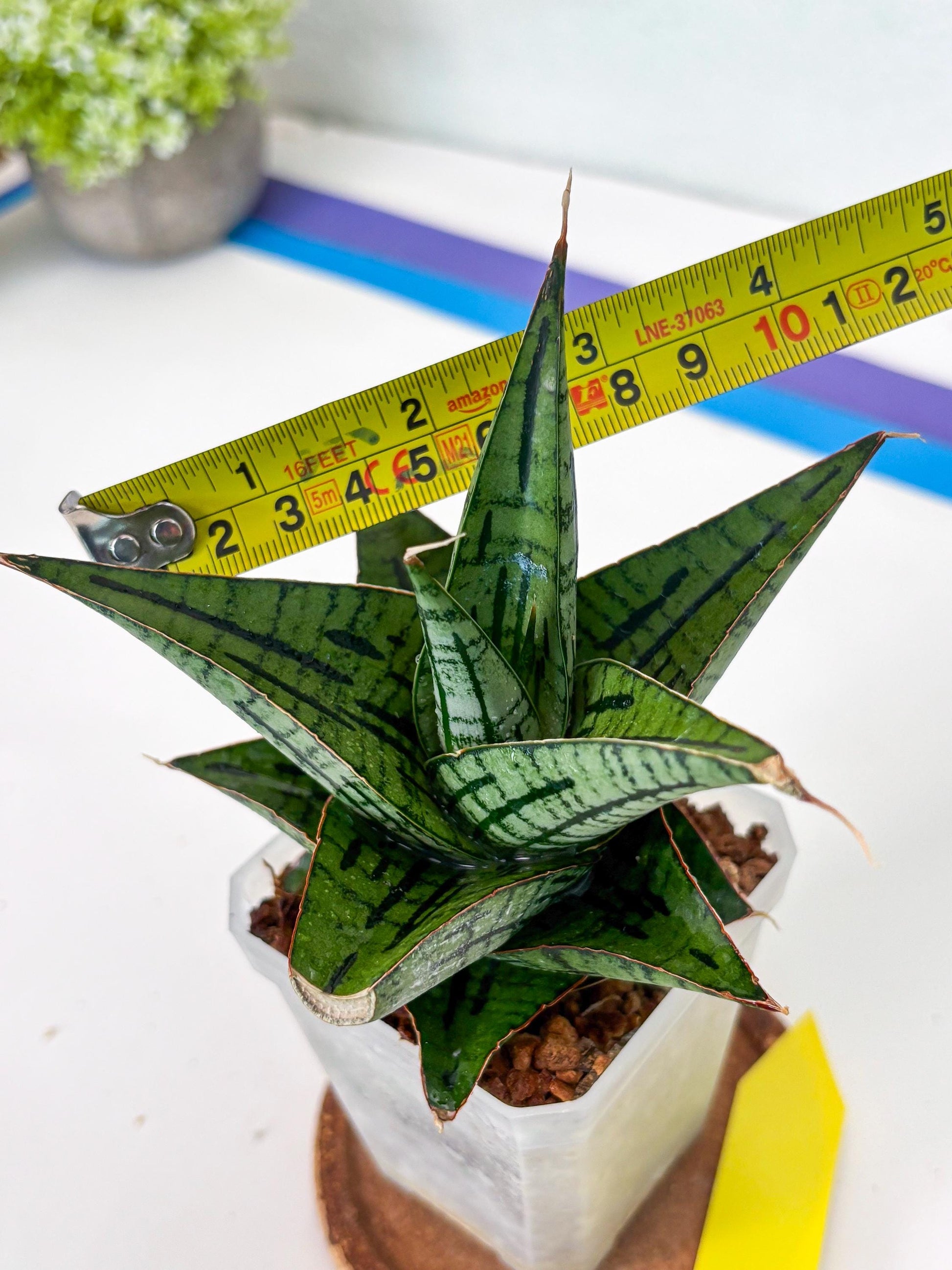 Sansevieria Kaisar (Ha49) (y) | Rare hybrid