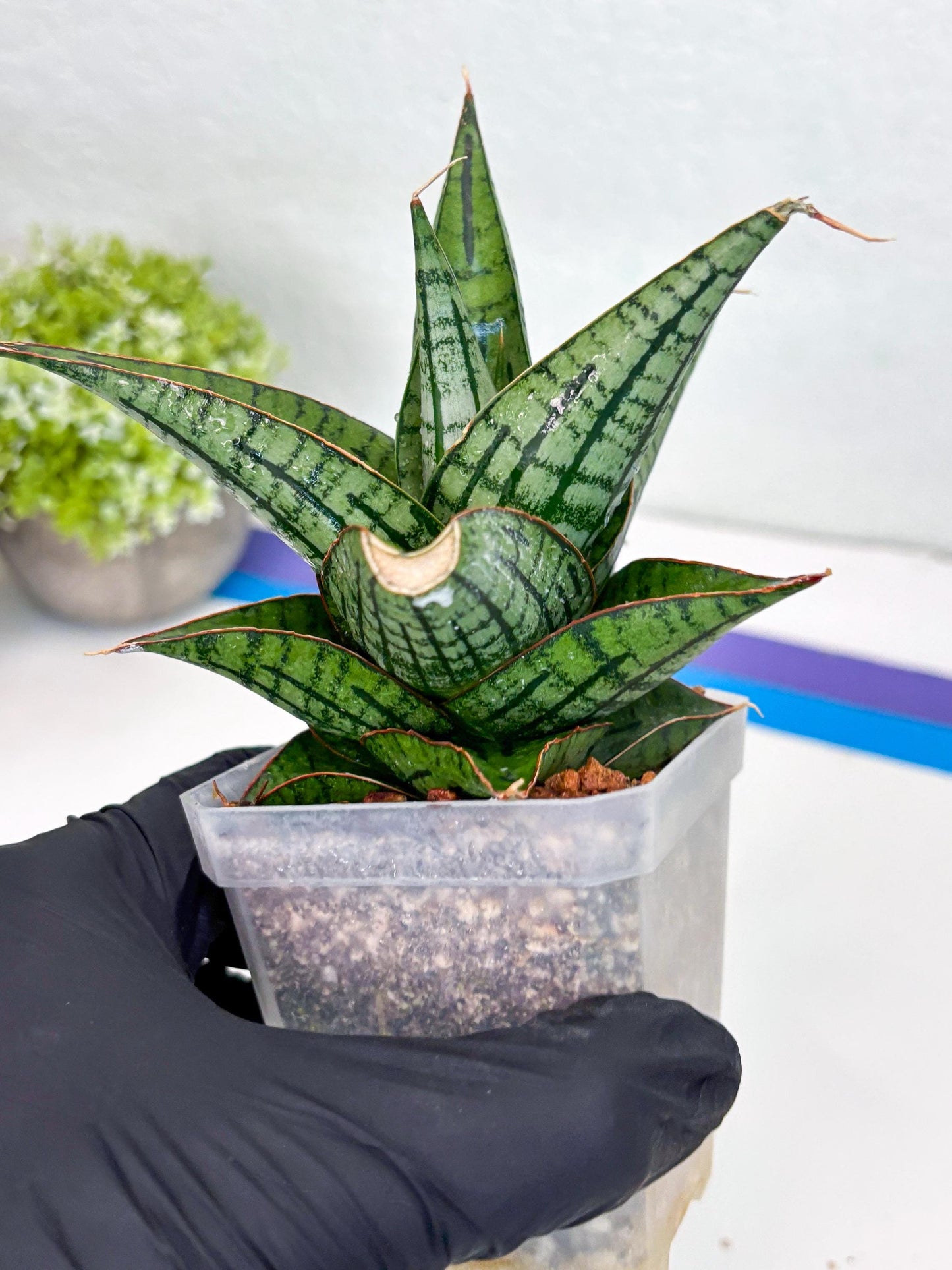 Sansevieria Kaisar (Ha49) (y) | Rare hybrid