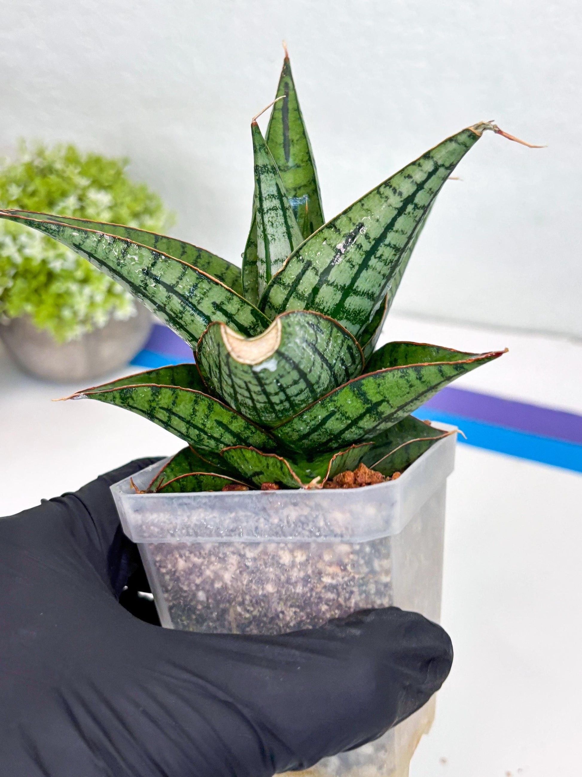 Sansevieria Kaisar (Ha49) (y) | Rare hybrid