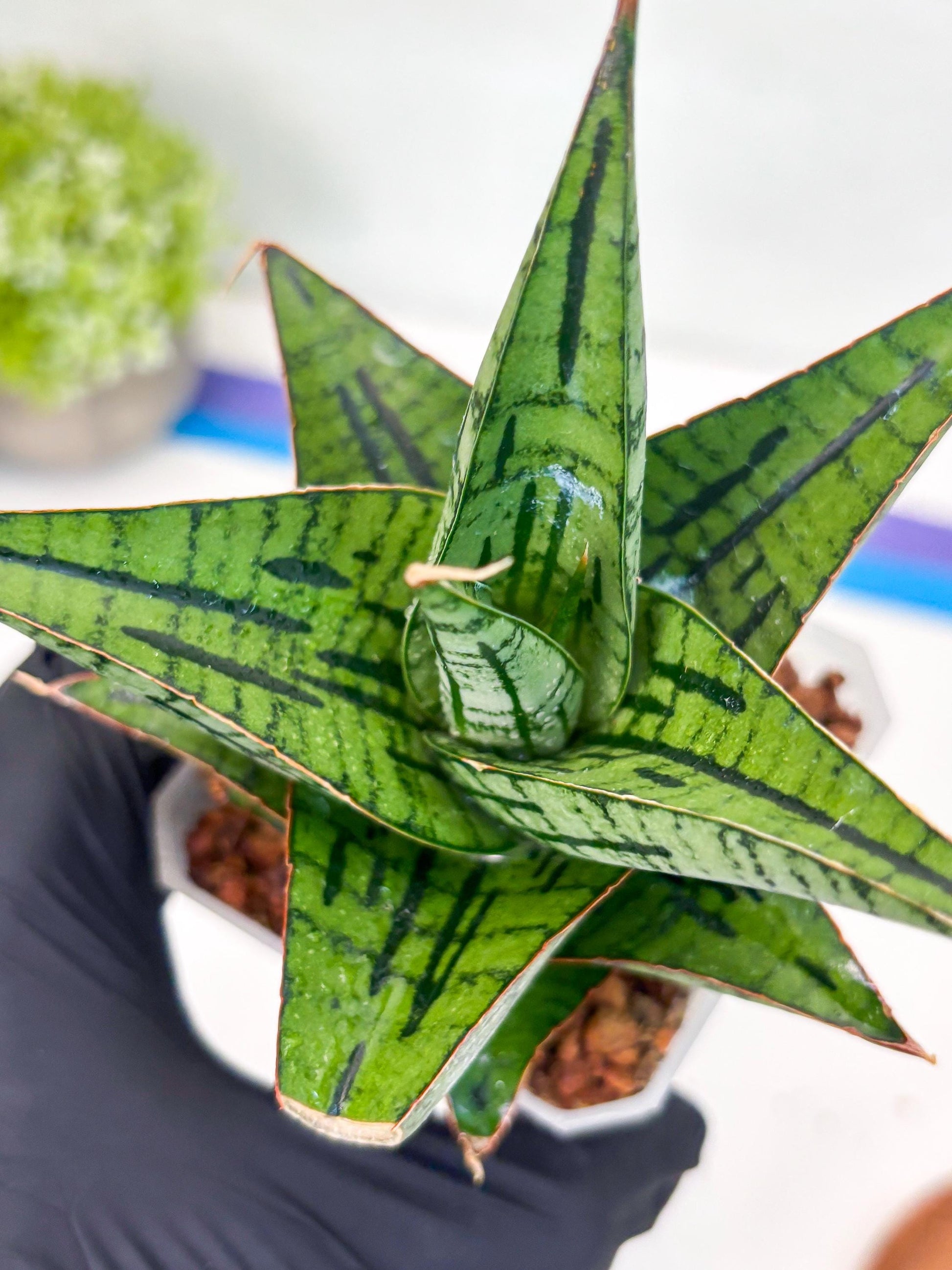 Sansevieria Kaisar (Ha49) (y) | Rare hybrid