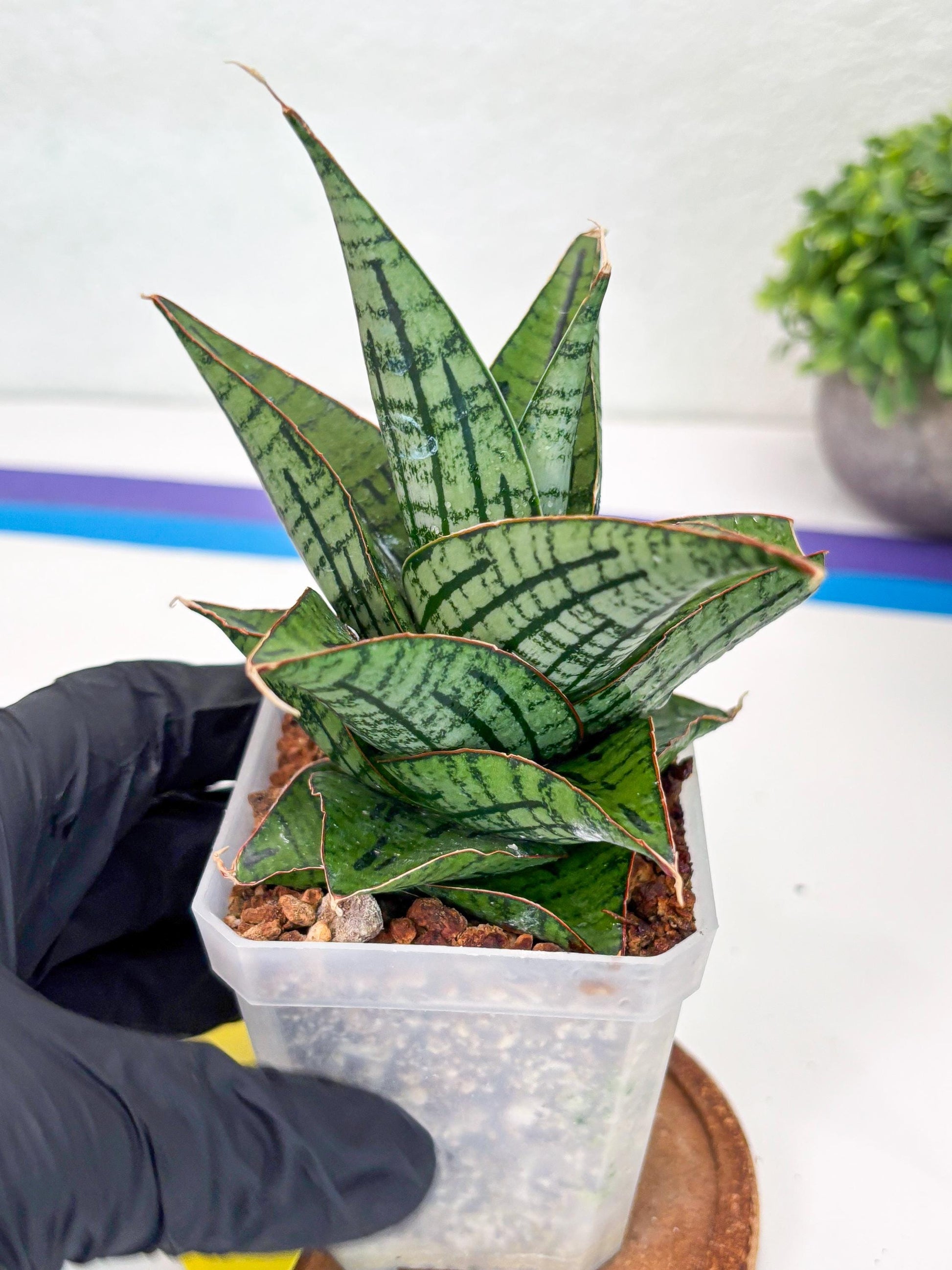 Sansevieria Kaisar (Ha49) (y) | Rare hybrid