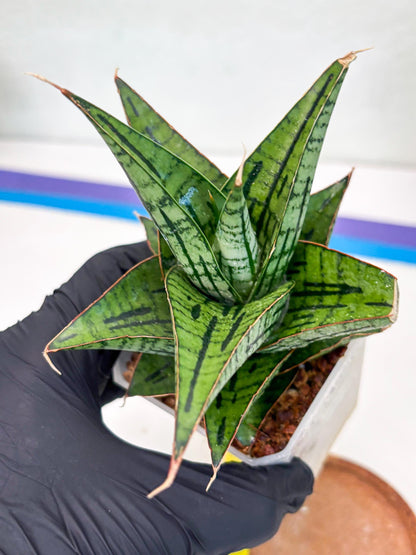 Sansevieria Kaisar (Ha49) (y) | Rare hybrid