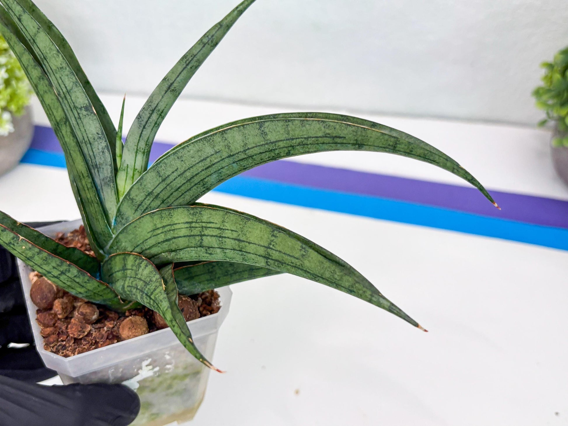 Sansevieria Serayu (#H59) | Imported Snake Plants