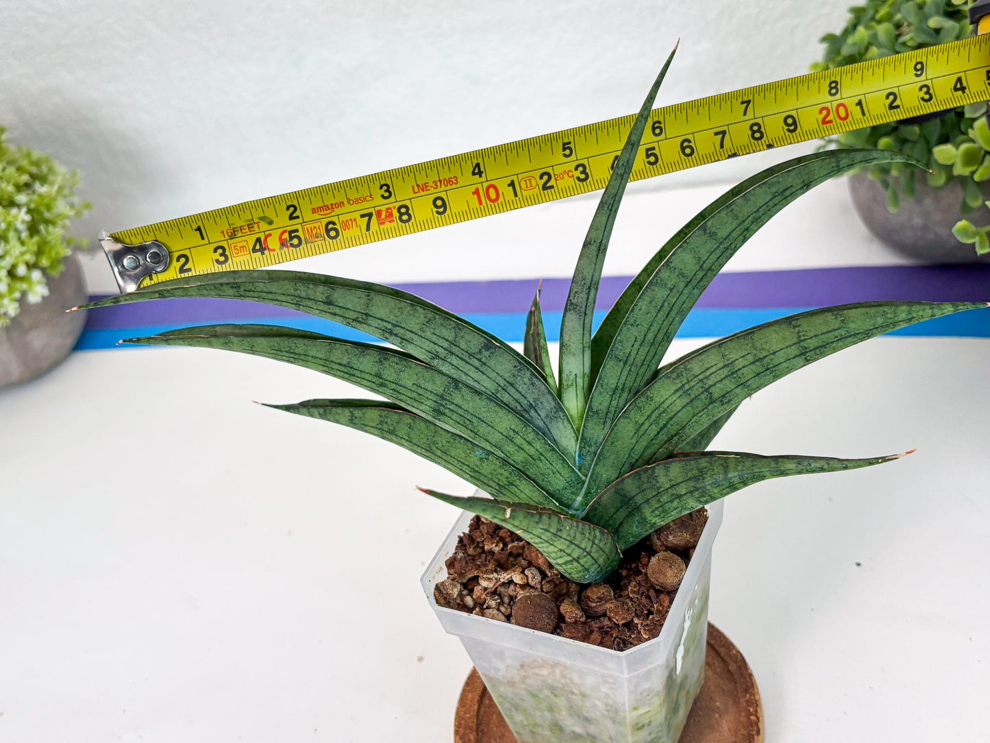 Sansevieria Serayu (#H59) | Imported Snake Plants
