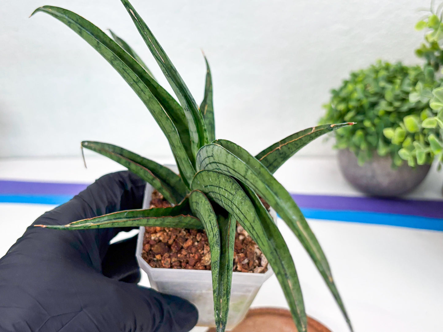 Sansevieria Serayu (#H59) | Imported Snake Plants