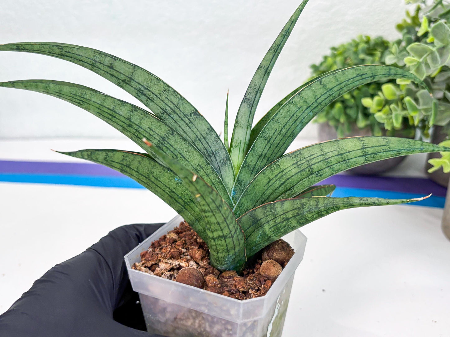 Sansevieria Serayu (#H59) | Imported Snake Plants