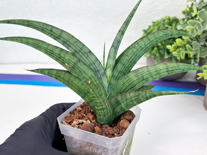 Sansevieria Serayu (#H59) | Imported Snake Plants