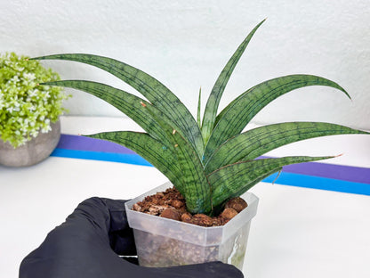 Sansevieria Serayu (#H59) | Imported Snake Plants