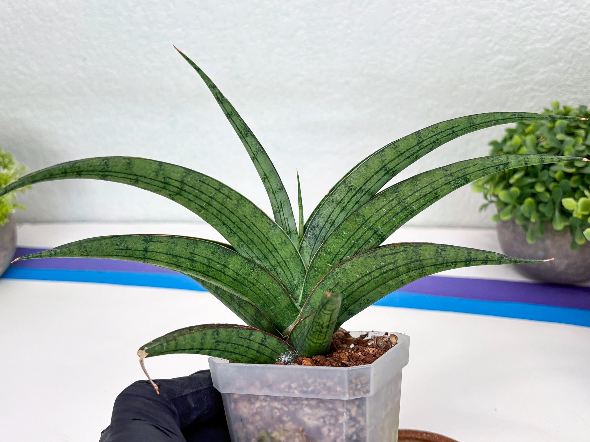 Sansevieria Serayu (#H59) | Imported Snake Plants