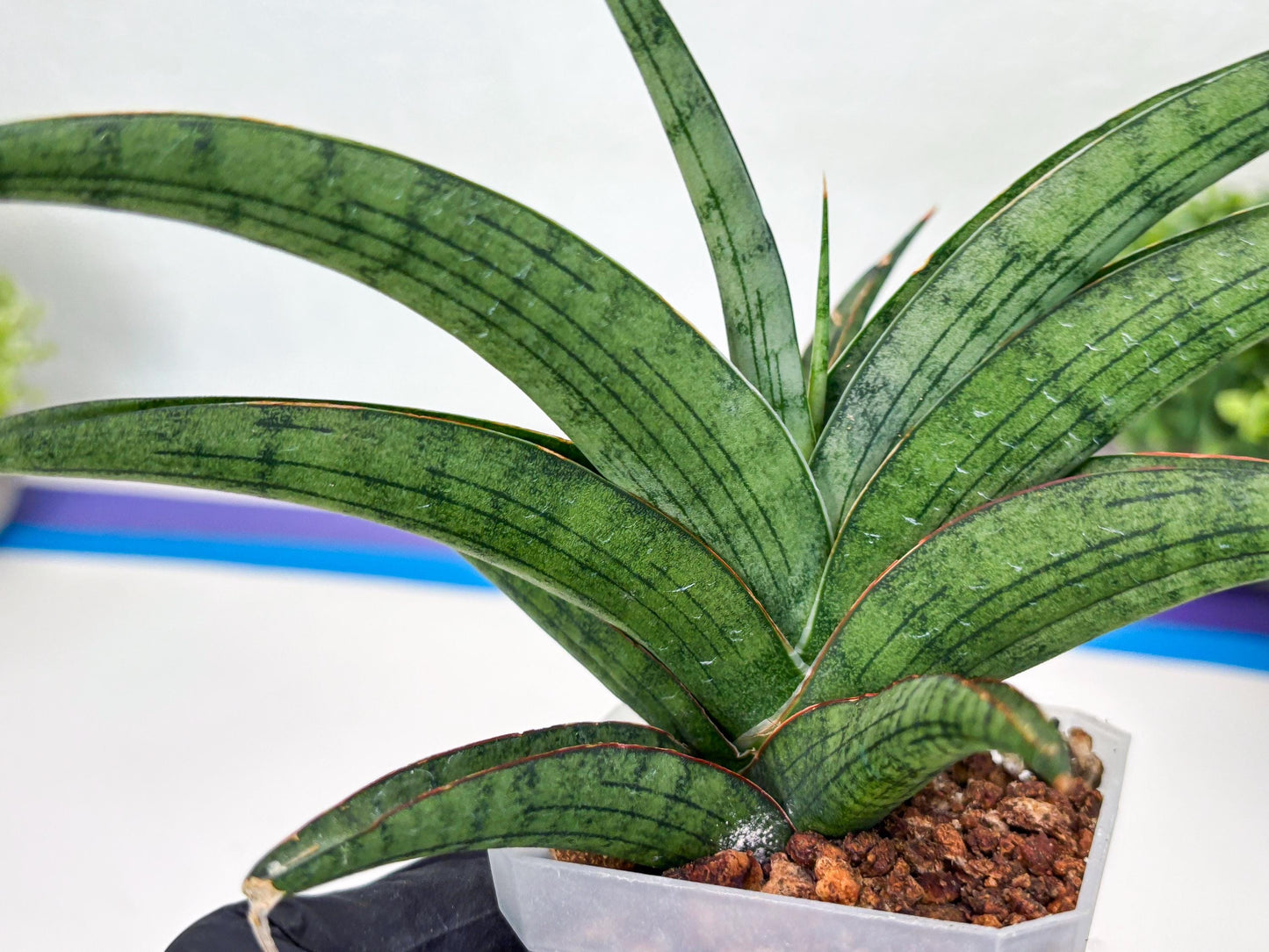 Sansevieria Serayu (#H59) | Imported Snake Plants