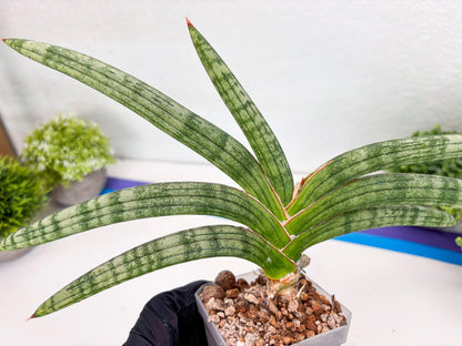 Sansevieria Suffruticosa (#H58) | Imported Snake Plants