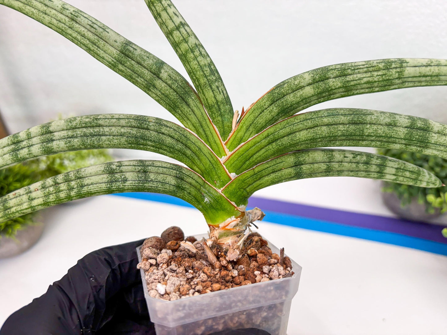 Sansevieria Suffruticosa (#H58) | Imported Snake Plants