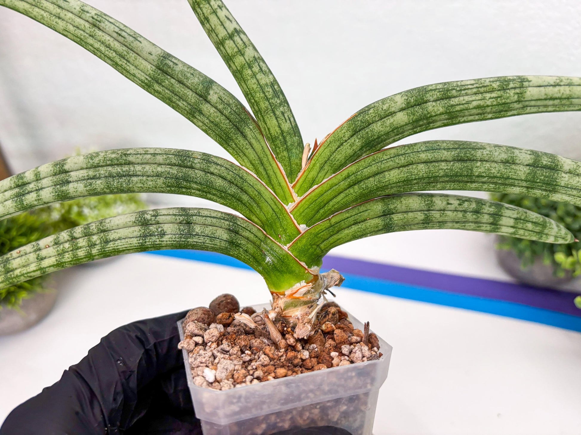 Sansevieria Suffruticosa (#H58) | Imported Snake Plants