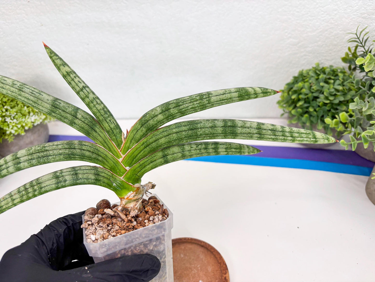 Sansevieria Suffruticosa (#H58) | Imported Snake Plants