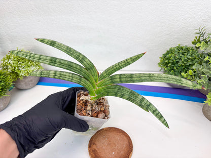 Sansevieria Suffruticosa (#H58) | Imported Snake Plants