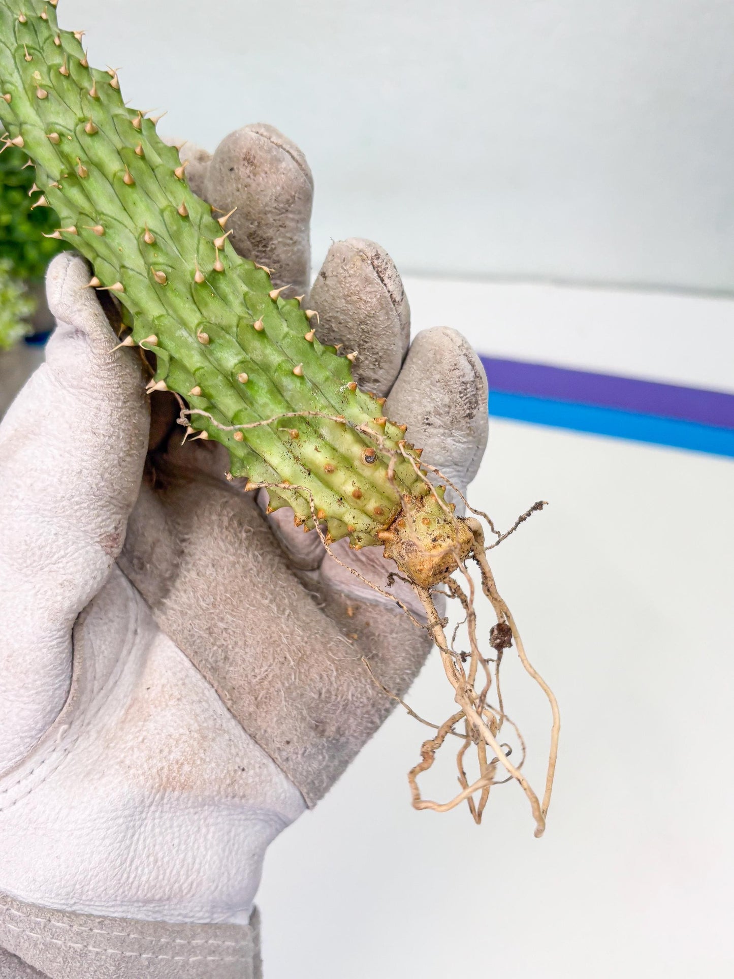 Kalahari Cactus (P) | Imported Plant