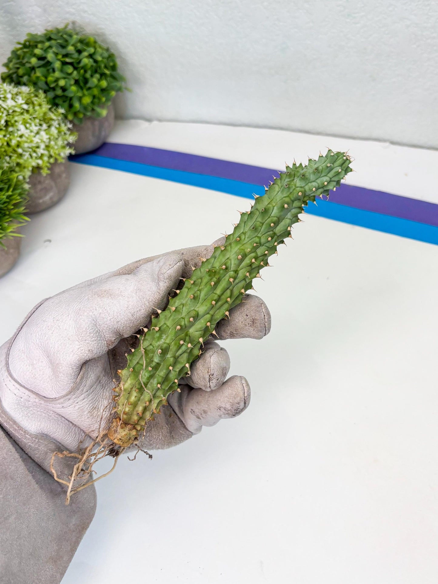 Kalahari Cactus (P) | Imported Plant