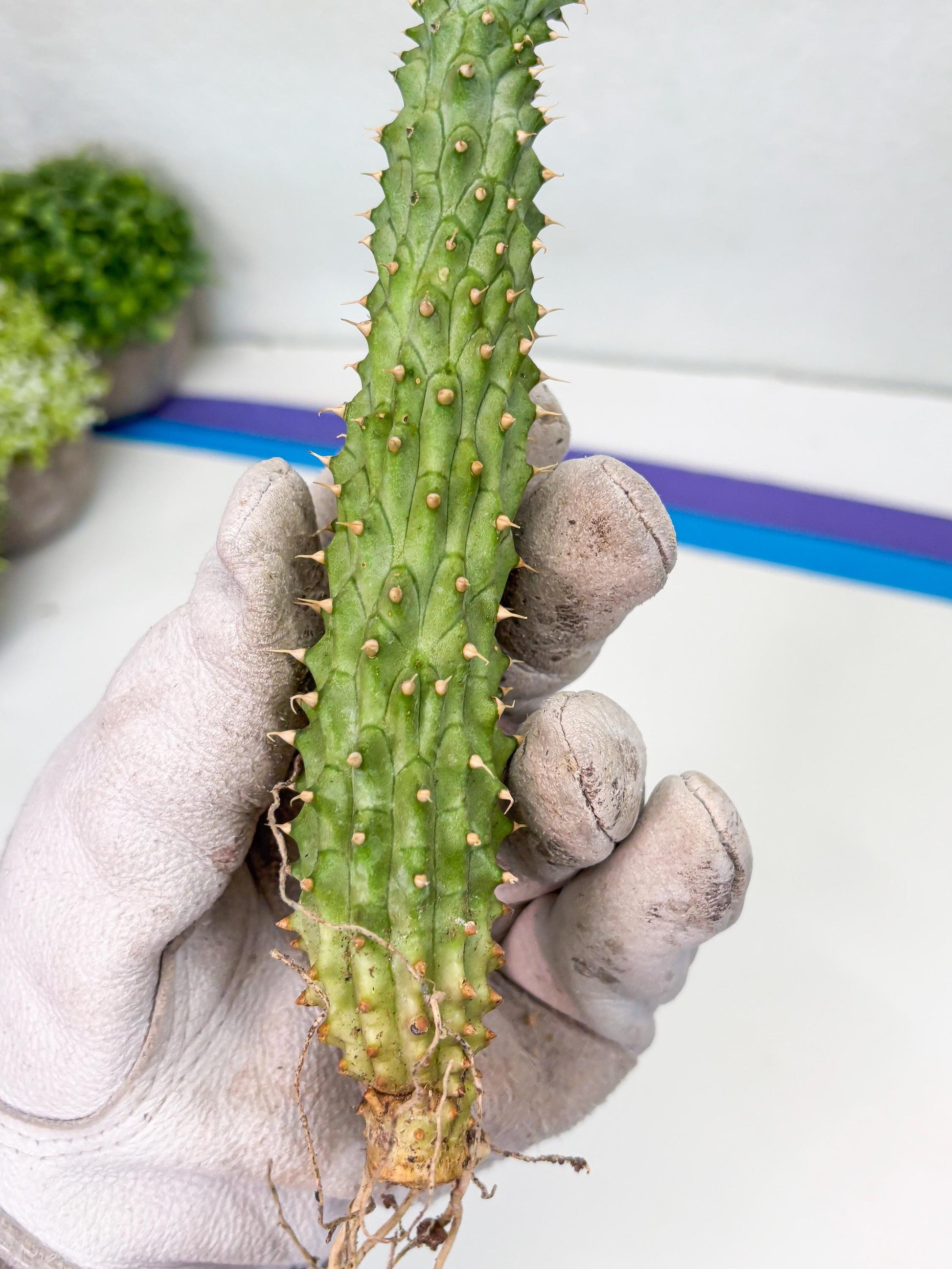 Kalahari Cactus (P) | Imported Plant