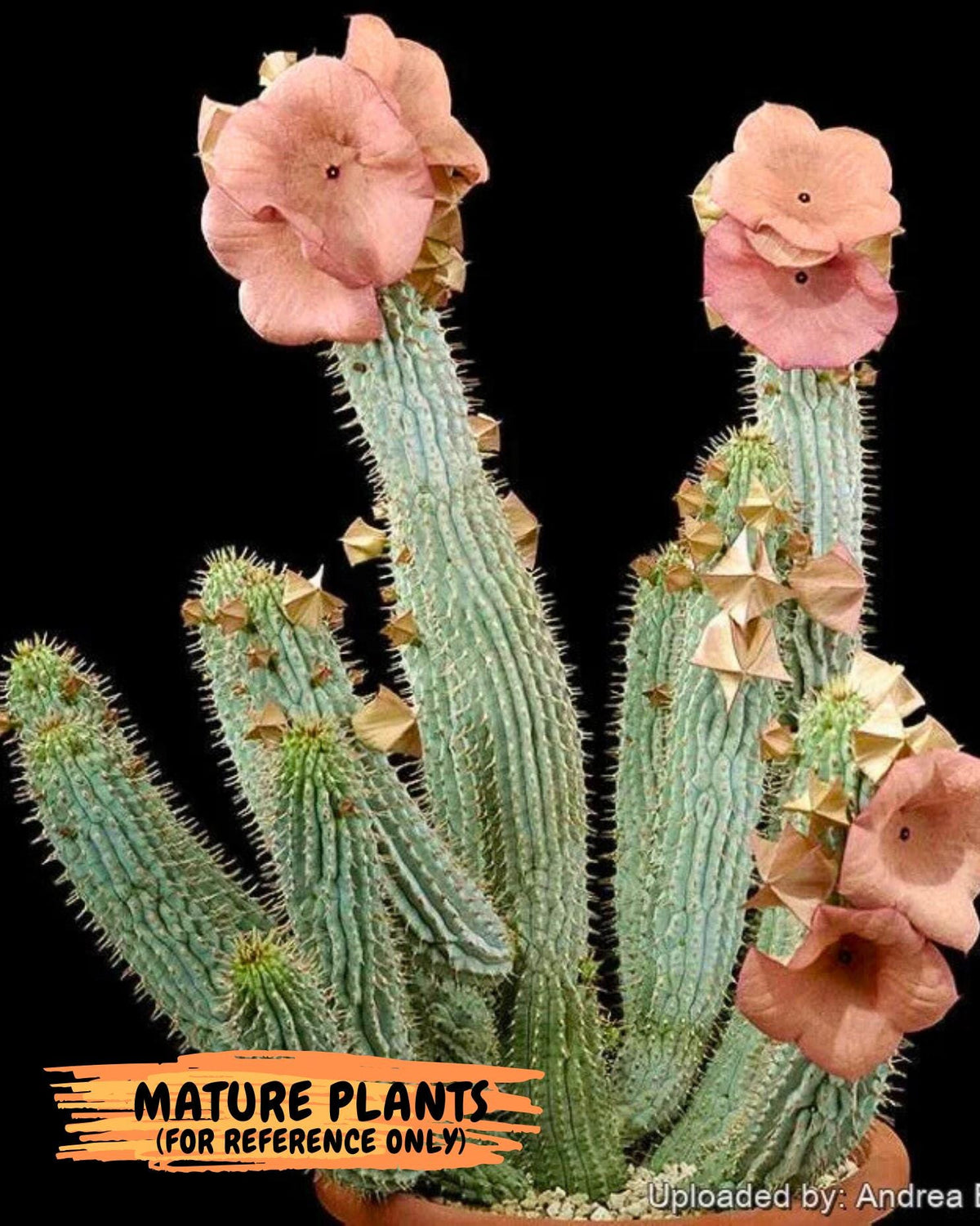 Kalahari Cactus (bb) | Rare House Plants