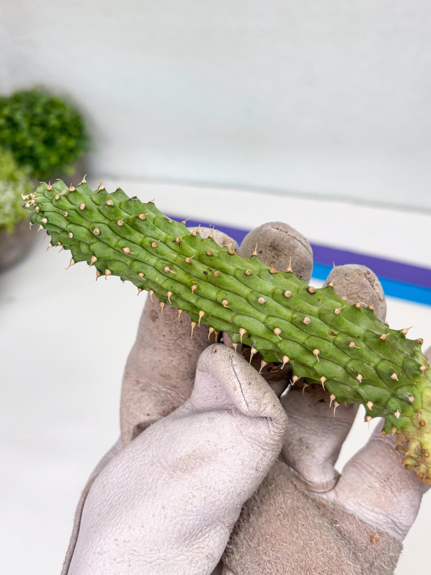 Kalahari Cactus (Yellow) | Imported Plant