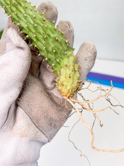 Kalahari Cactus (Yellow) | Imported Plant