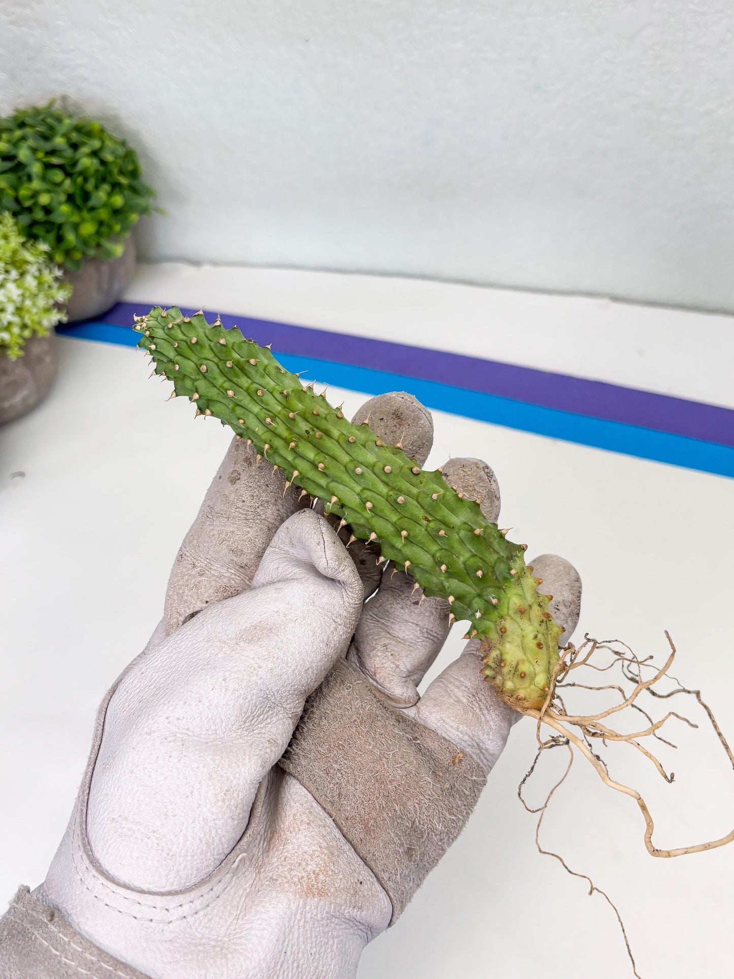 Kalahari Cactus (Yellow) | Imported Plant