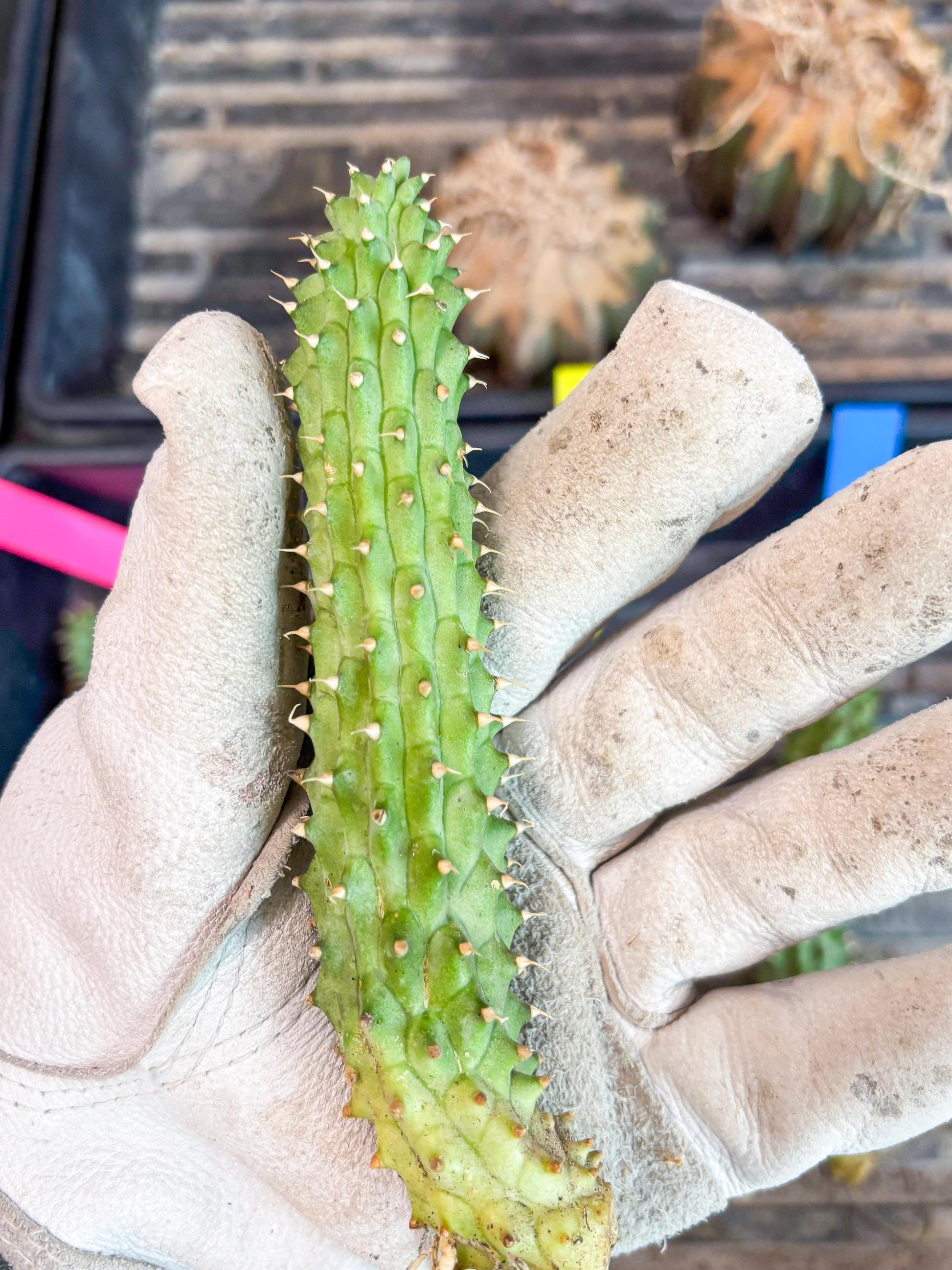 Kalahari Cactus (Yellow) | Imported Plant