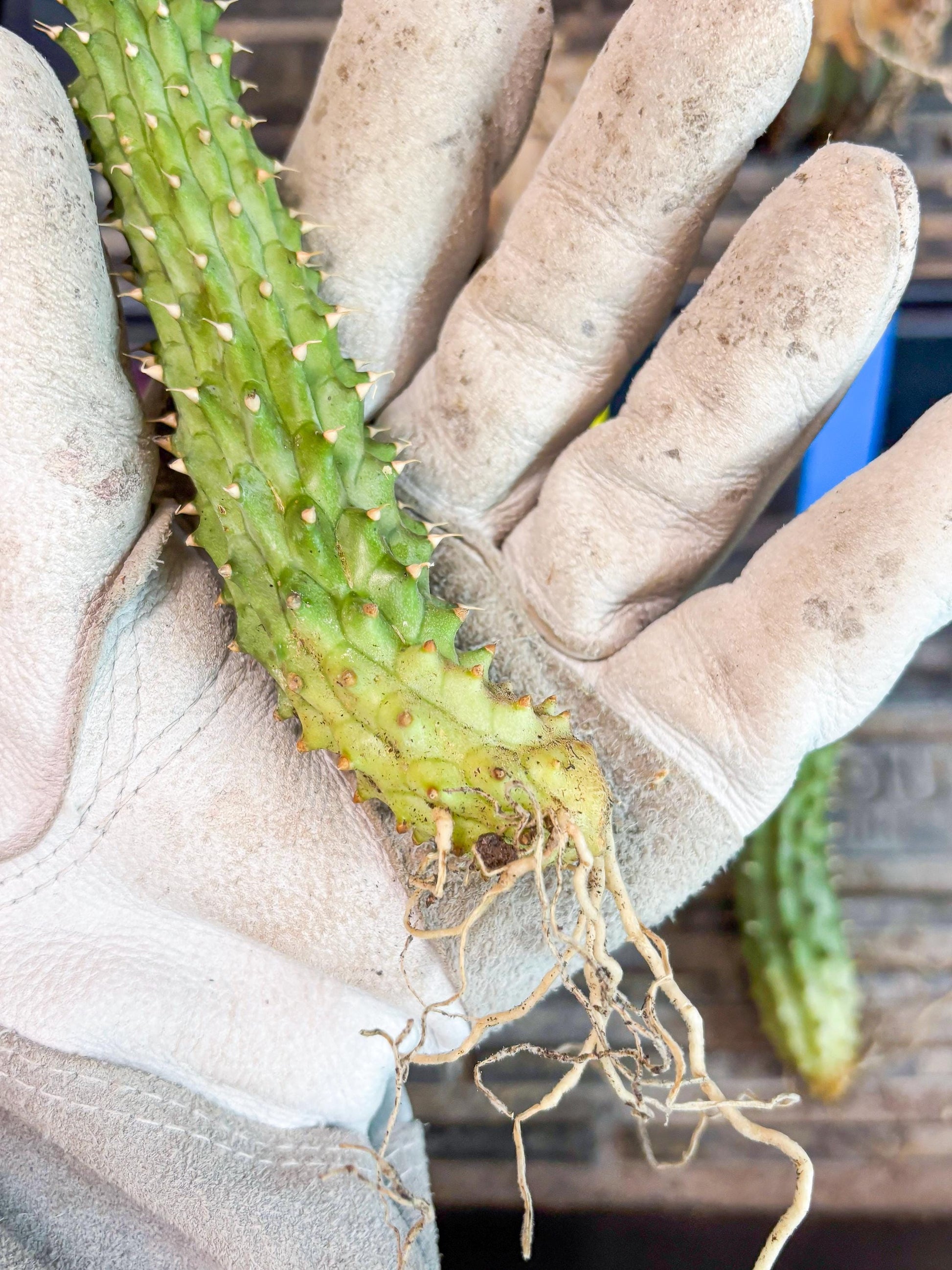 Kalahari Cactus (Yellow) | Imported Plant
