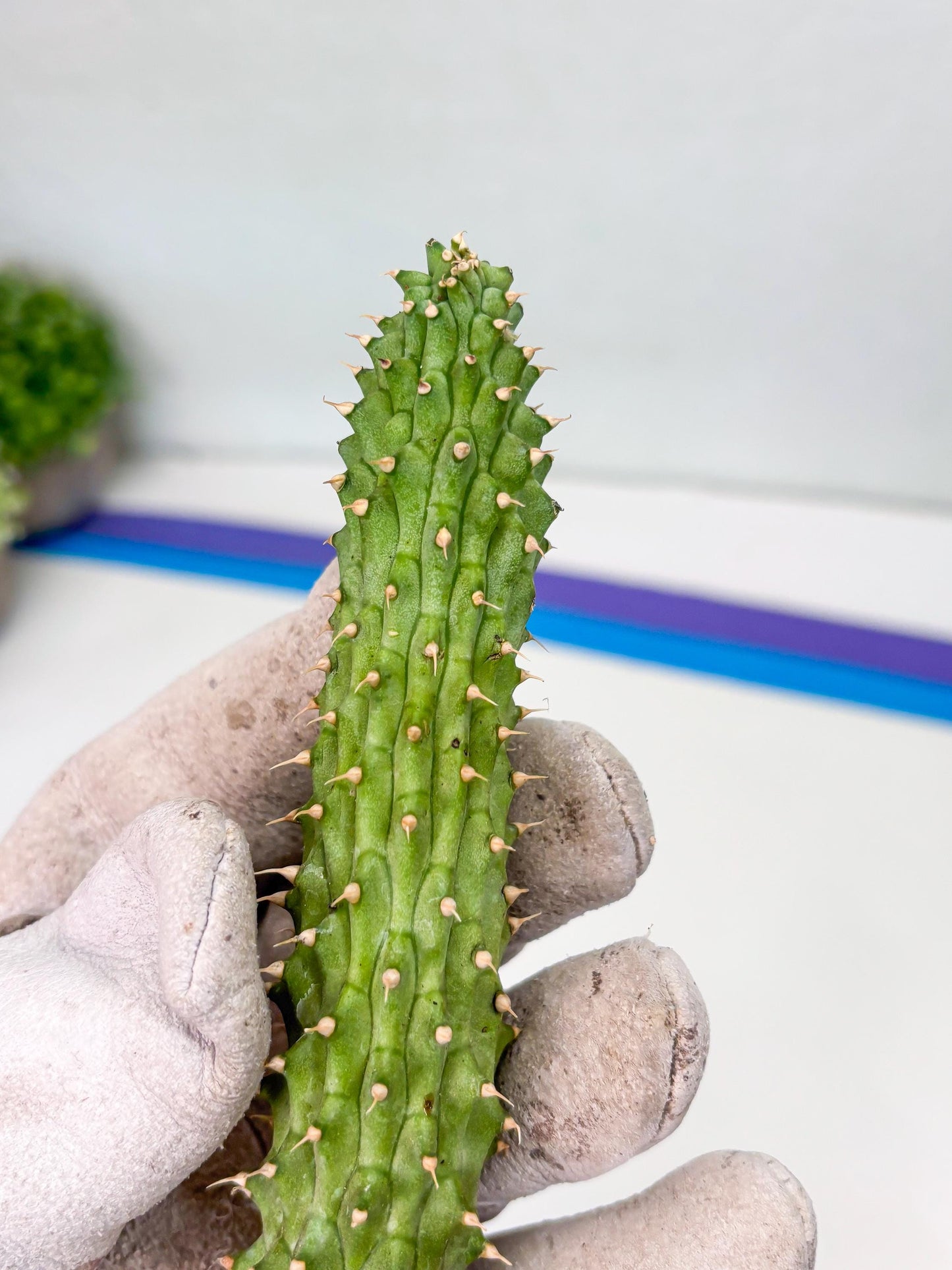 Kalahari Cactus (Yellow) | Imported Plant