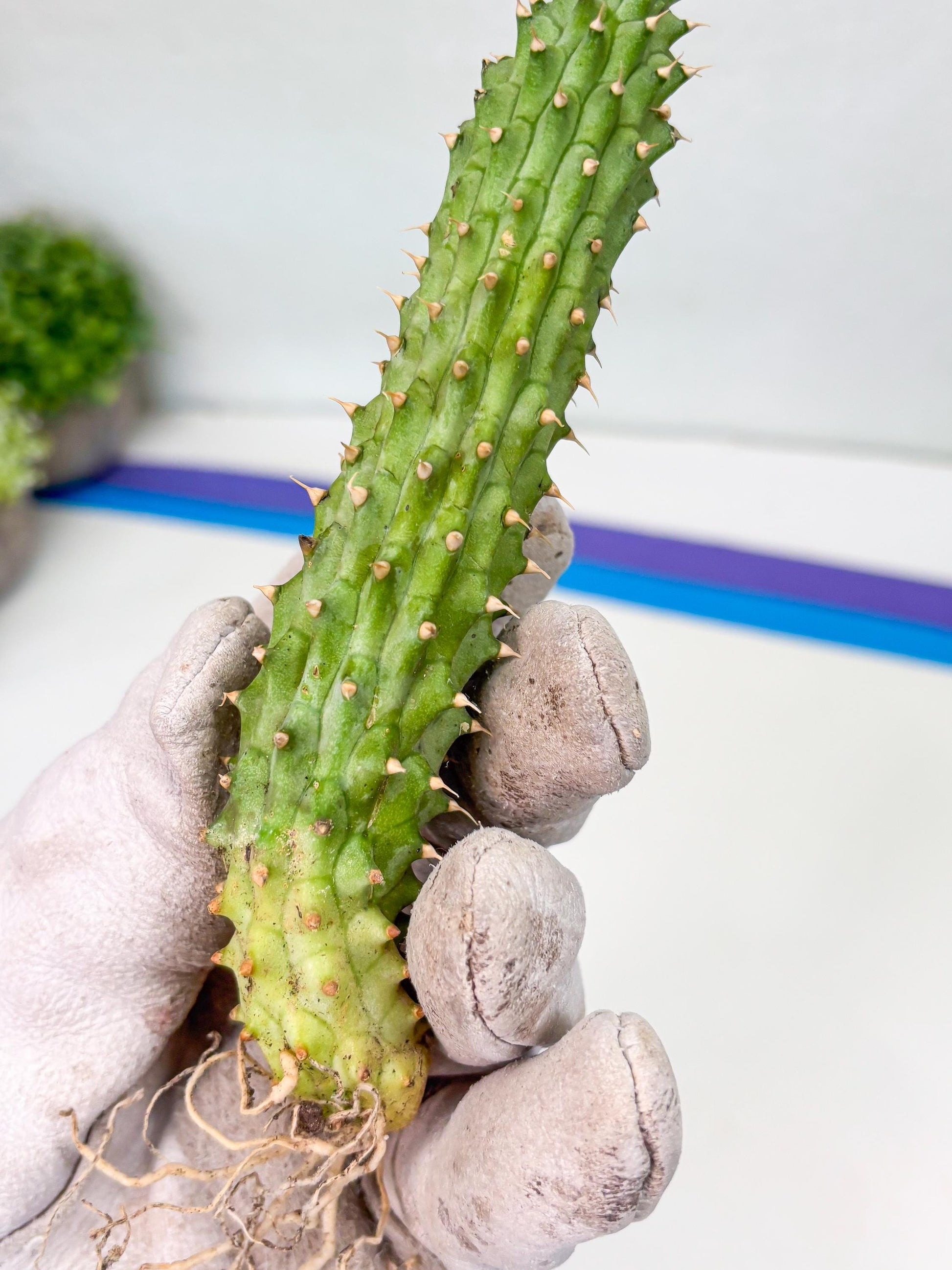 Kalahari Cactus (Yellow) | Imported Plant