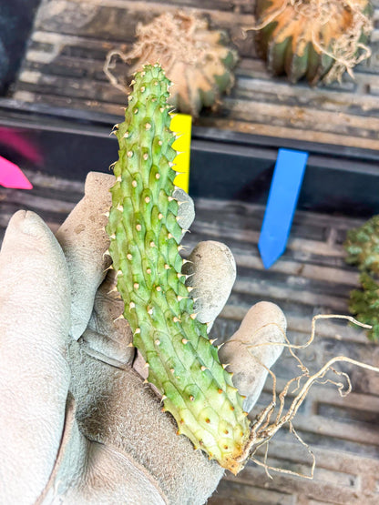 Kalahari Cactus (Blue) | Imported Plant