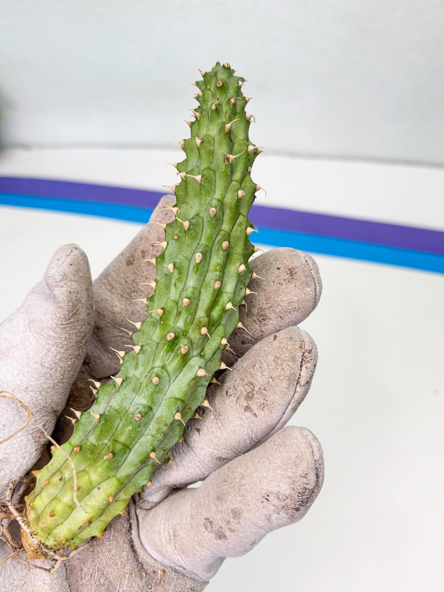 Kalahari Cactus (Blue) | Imported Plant