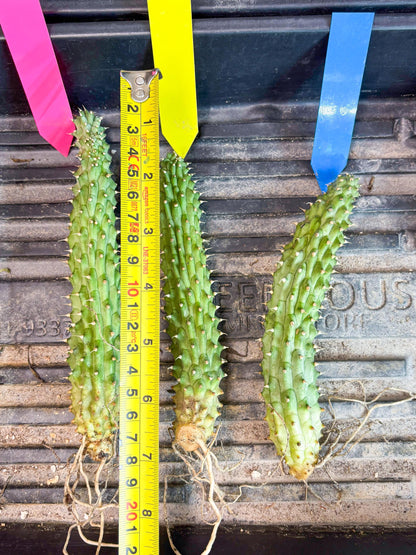 Kalahari Cactus (Blue) | Imported Plant