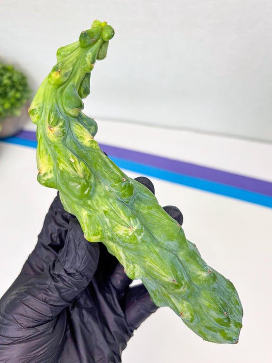 Variegated Bobbie Cactus | Imported Plant