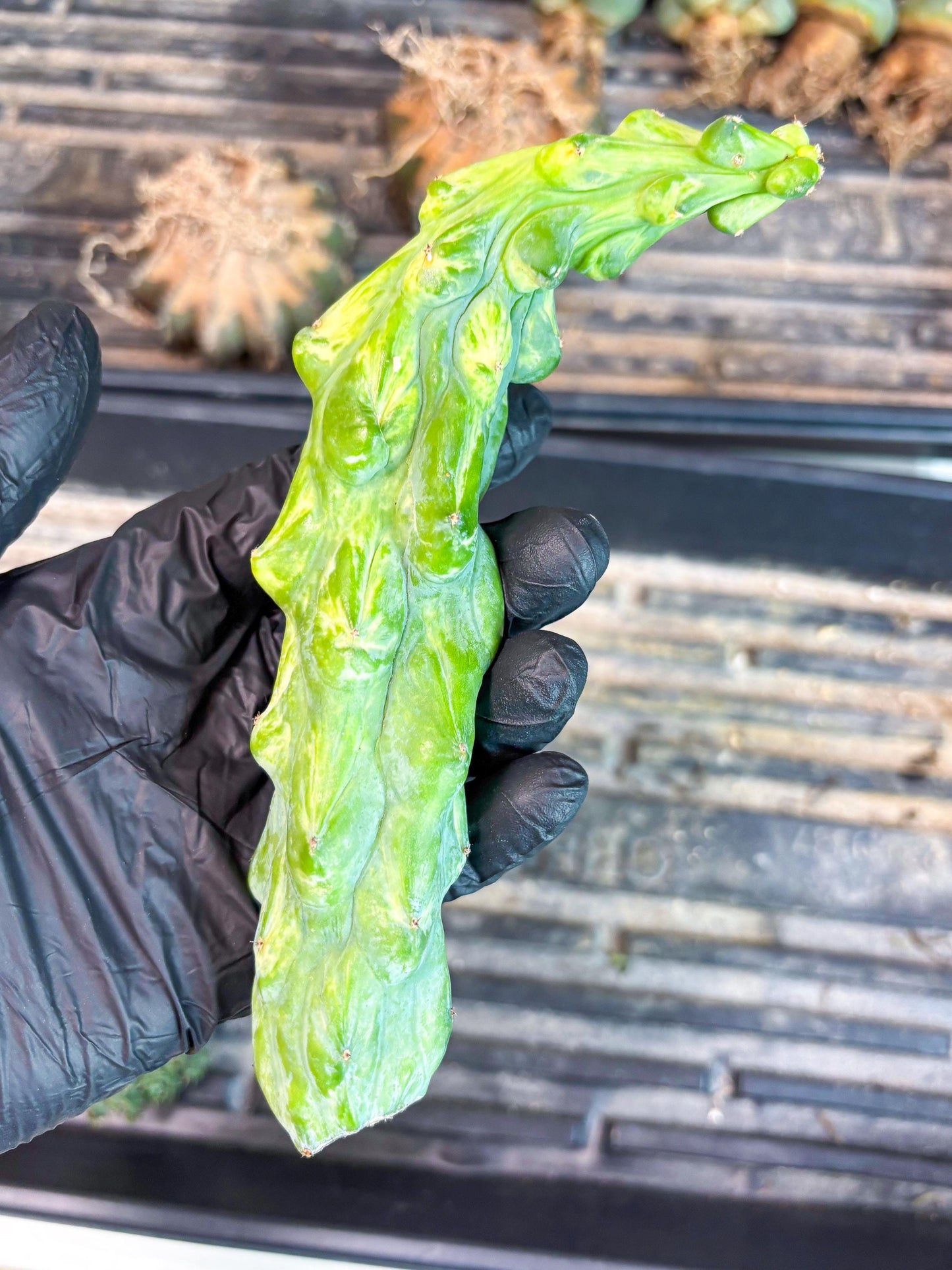 Variegated Bobbie Cactus | Imported Plant