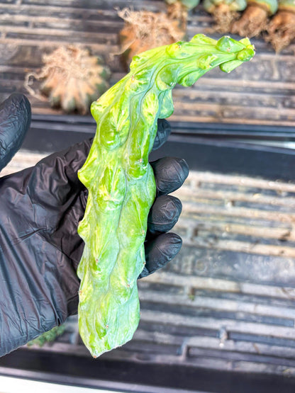 Variegated Bobbie Cactus | Imported Plant