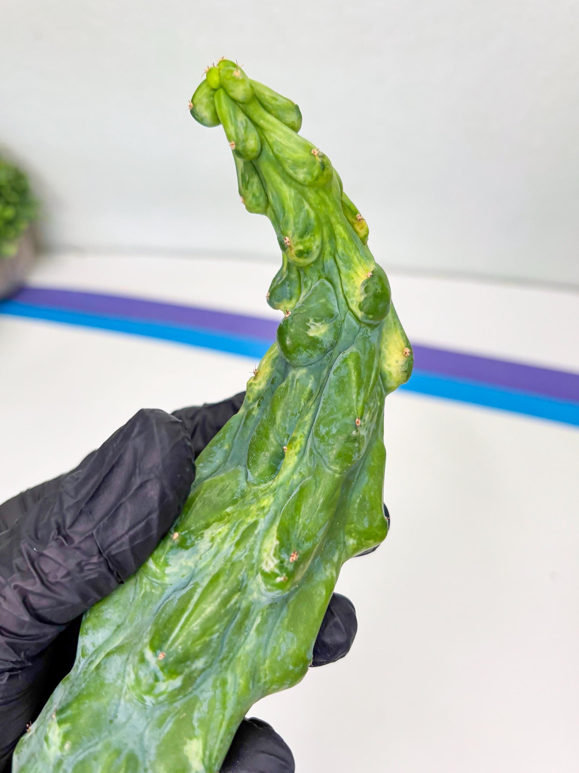 Variegated Bobbie Cactus | Imported Plant