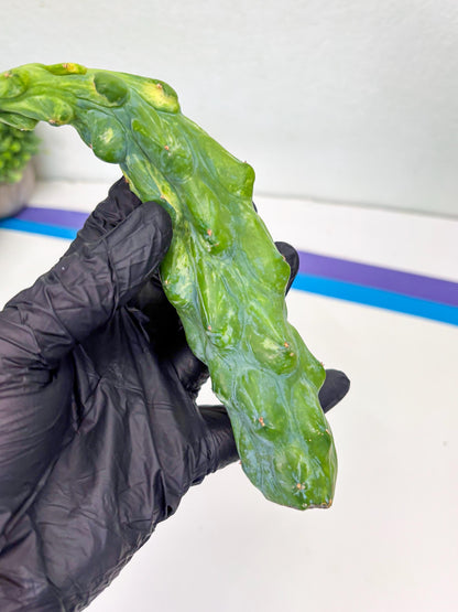 Variegated Bobbie Cactus | Imported Plant